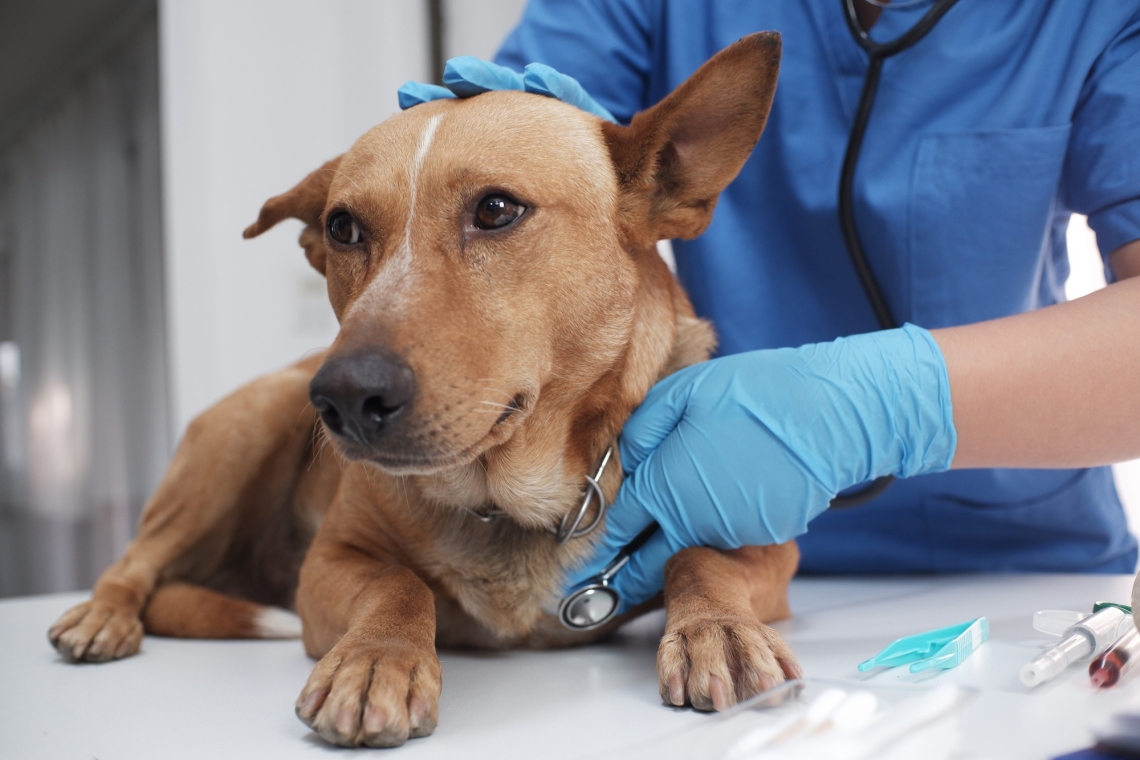 Miocardite nel cane: cos’è e quali sono i sintomi